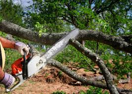 How Our Tree Care Process Works  in  Occoquan, VA