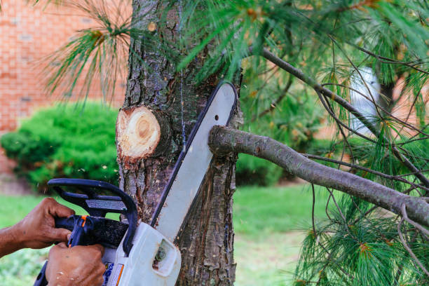 Professional Tree Removal in Occoquan, VA